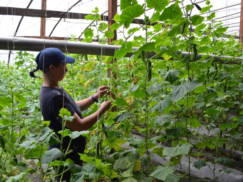 ​Сельхозорганизации Забайкалья произвели более 1,3 тысячи тонн овощей в тепличных комплексах